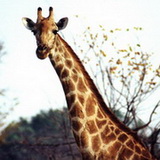 Moremi - Giraf